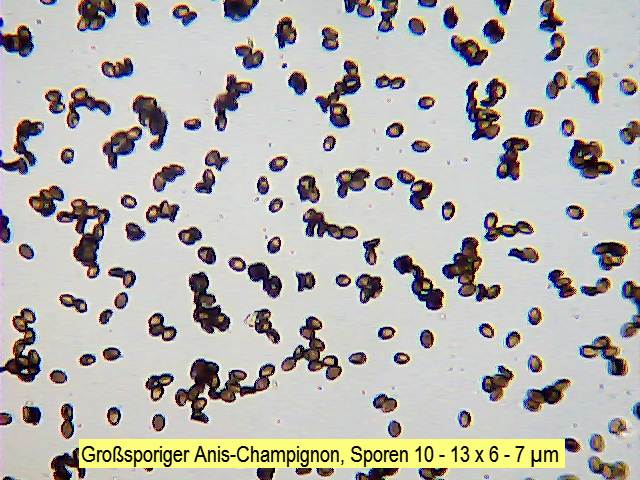 Sporen Großsporiger Anis-Champignon